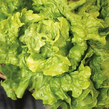 Lettuce, Green Ice 1/2lb — photo 1 of 2