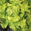 Lettuce, Green Ice 1/2lb — thumbnail 1 of 2