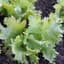 Lettuce, Ithaca 1/2oz — thumbnail 1 of 2