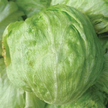Lettuce, Iceberg 1/2lb — photo 1 of 2
