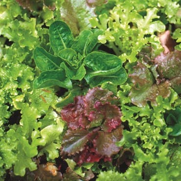Lettuce, Mesclun Salad Mx 1/2lb — photo 1 of 2