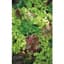 Lettuce, Mesclun Salad Mix 1/2oz — thumbnail 1 of 2