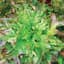 Lettuce, Oakleaf 1/2oz — thumbnail 1 of 2