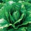 Lettuce, Parris Island Cos ( Romaine ) 1/2oz — thumbnail 1 of 2