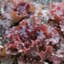 Lettuce, Red Sails 1/2oz — thumbnail 1 of 2