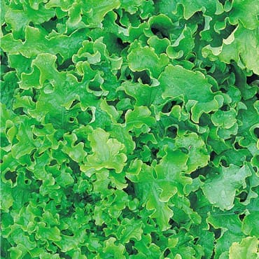 Lettuce, Green Salad Bowl 1/2lb — photo 1 of 2