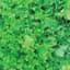 Lettuce, Green Salad Bowl 1/2oz — thumbnail 1 of 2