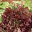 LETTUCE, RED SALAD BOWL 50# — thumbnail 1 of 2