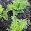 Lettuce, Summertime 1/2lb — thumbnail 1 of 2