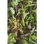 Mixed Greens 1oz — thumbnail 1 of 2