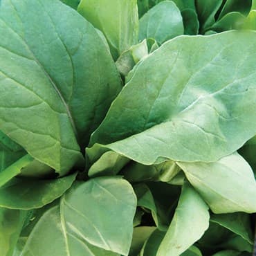 Mustard, Florida Broadleaf 1lb — photo 1 of 2