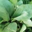Mustard, Florida Broadleaf 1lb — thumbnail 1 of 2