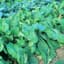 Mustard Spinach, Tendergreen 4oz — thumbnail 1 of 2