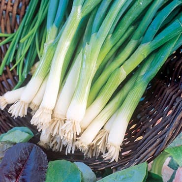 Onion, Japanese Bunching 1/2oz — photo 1 of 2