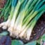 Onion, Japanese Bunching 1/2oz — thumbnail 1 of 2