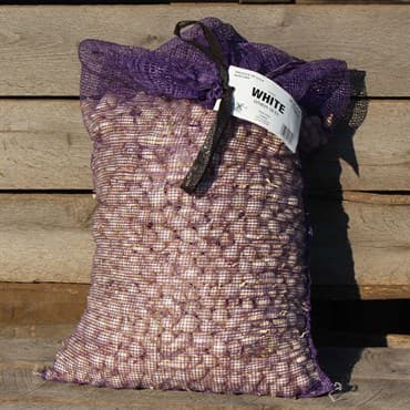 DVG Onion Sets White BU 32# — photo 1 of 2