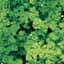 Parsley, Triple Curled 1lb — thumbnail 1 of 2