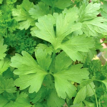 Parsley, Plain 1/2oz — photo 1 of 2