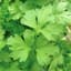 Parsley, Plain 1/2oz — thumbnail 1 of 2