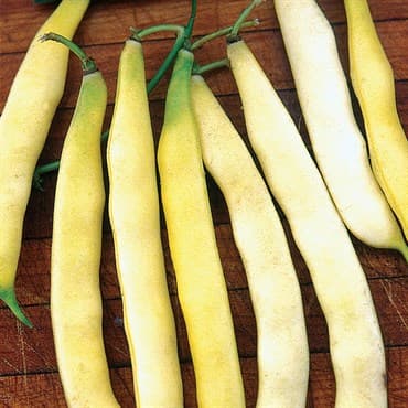 Beans, Topnotch Golden Wax 25lb — photo 1 of 2