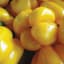 Peppers, Golden California Wonder 1/2oz — thumbnail 1 of 2