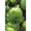 Peppers, Keystone Giant #3 1/2oz — thumbnail 1 of 2