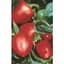 Peppers, Pimento 1/2oz — thumbnail 1 of 2