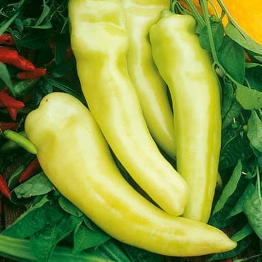 Peppers, Sweet Banana 1/2oz — photo 1 of 2