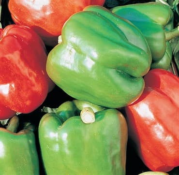 Peppers, Yolo Wonder 1/2oz — photo 1 of 2