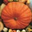 Pumpkin, Big Max 1/2lb — thumbnail 1 of 2