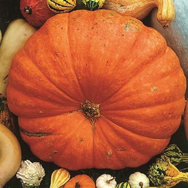 Pumpkin, Big Max 1/2oz — photo 1 of 2
