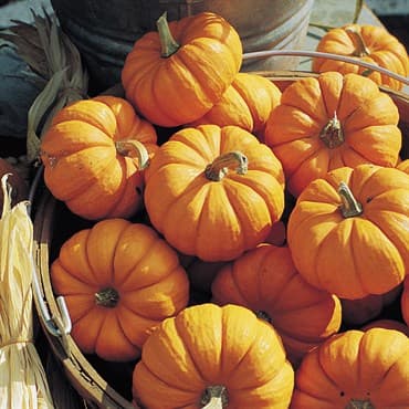 Pumpkin, Jack B Little 1/2lb — photo 1 of 2