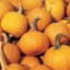 Pumpkin, Small Sugar Pie 1/2lb — thumbnail 1 of 2