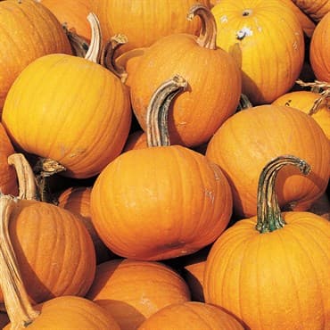 Pumpkin, Small Sugar Pie 1/2oz — photo 1 of 2