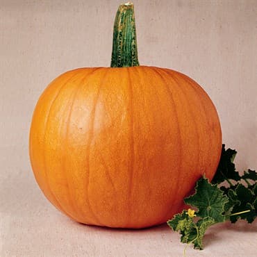 Pumpkin, Mammoth Gold 1/2lb — photo 1 of 2