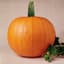 Pumpkin, Mammoth Gold 1/2lb — thumbnail 1 of 2