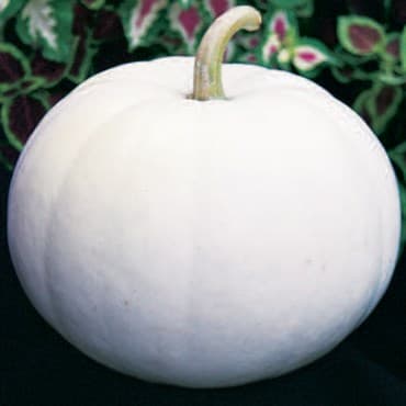 Pumpkin, Lumina White 1/2lb — photo 1 of 2