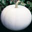 Pumpkin, Lumina White 1/2lb — thumbnail 1 of 2