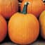 Pumpkin, Howden 1/2oz — thumbnail 1 of 2