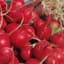 Radish, Champion 1/2oz — thumbnail 1 of 2