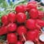 Radish, Cherry Belle 1/2oz — thumbnail 1 of 2