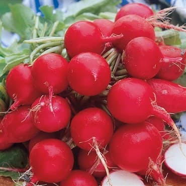RADISH, CHERRY BELLE 50# — photo 1 of 2