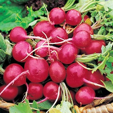 Radish, Early Scarlet Globe 1lb — photo 1 of 2