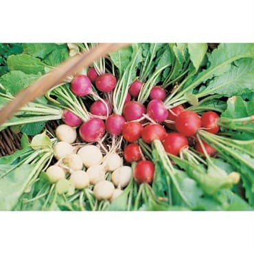 Radish, Easter Egg 1lb — photo 1 of 2