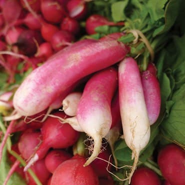 Radish, French Breakfast 1lb — photo 1 of 2