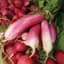 Radish, French Breakfast 1/2oz — thumbnail 1 of 2