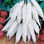 Radish, Long White Icicle 1lb — thumbnail 1 of 2