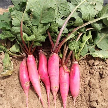 Radish, China Rose Winter 1/2oz — photo 1 of 2