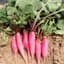 Radish, China Rose Winter 1/2oz — thumbnail 1 of 2