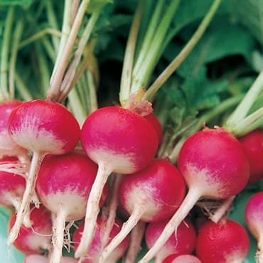 Radish, Sparkler White Tip 1/2oz — photo 1 of 2